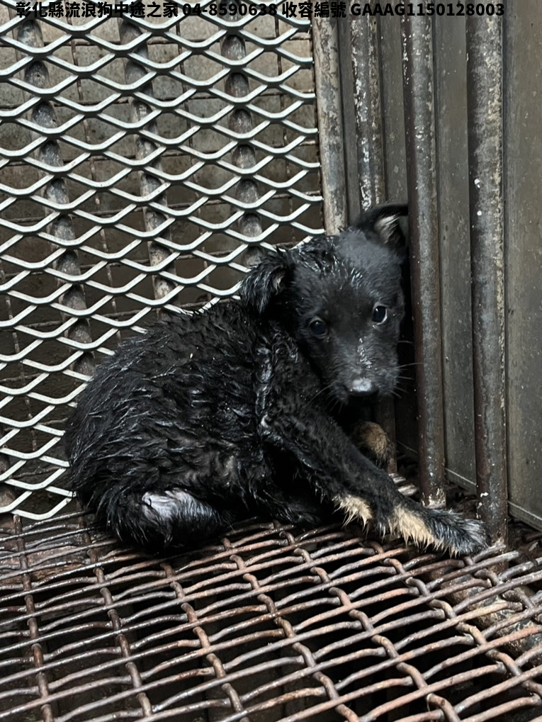 領養小型黑虎斑色公犬