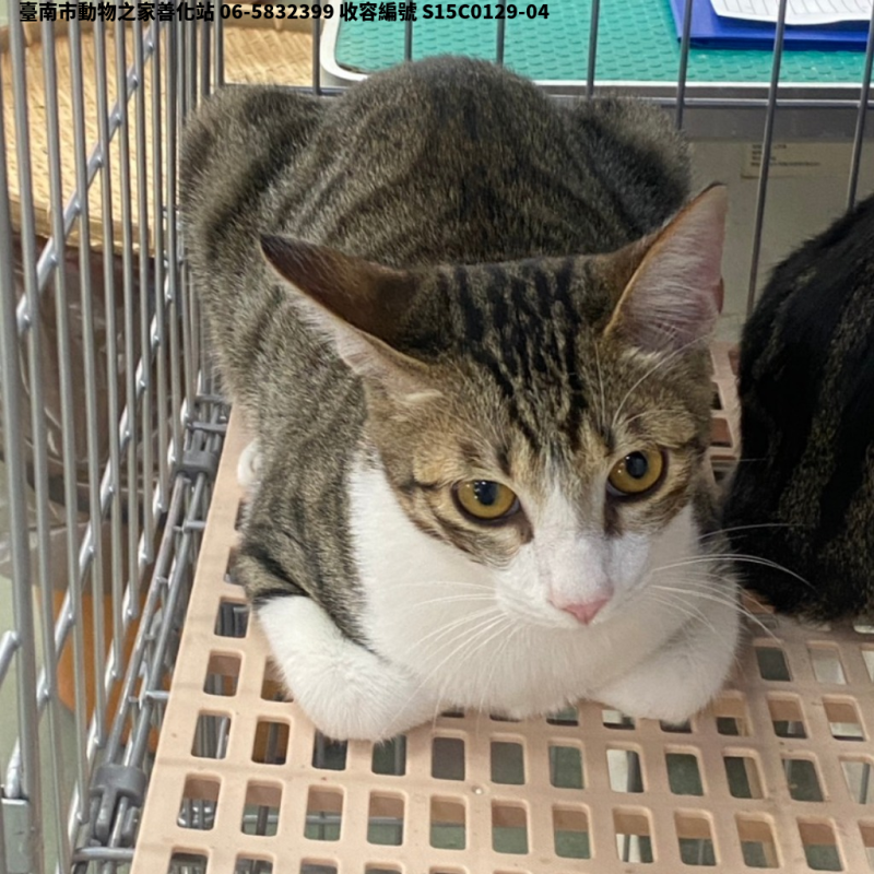 領養小型虎斑白色公貓