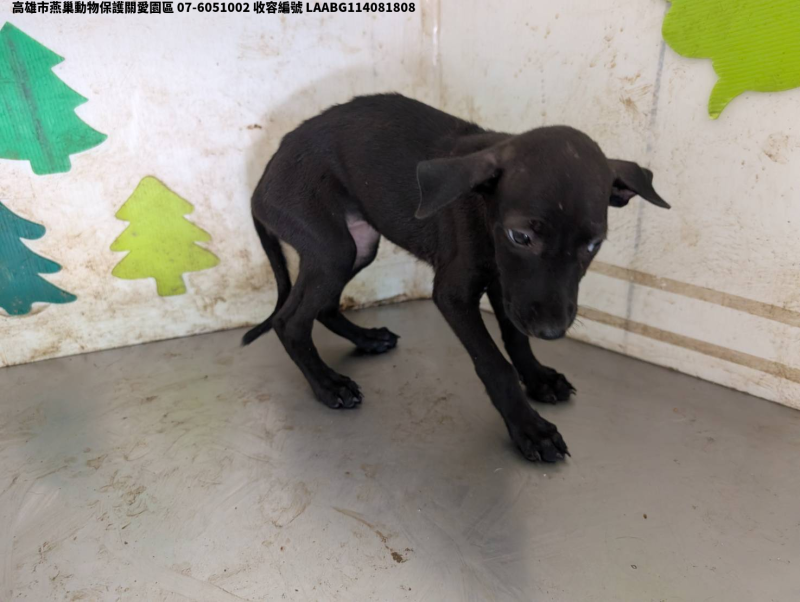 領養小型黑色母犬