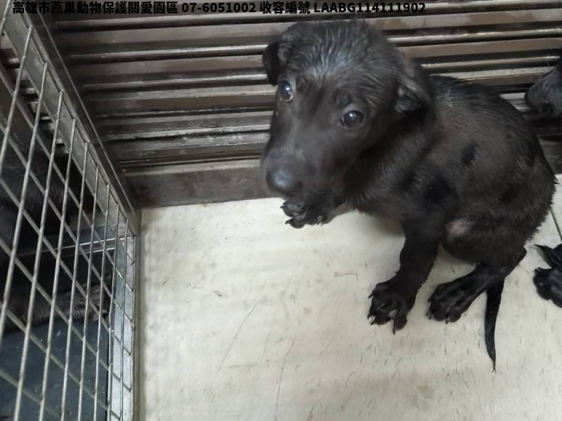 領養中型黑色母犬