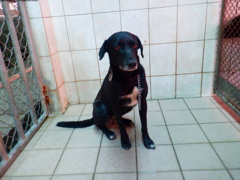 領養中型黑色母犬