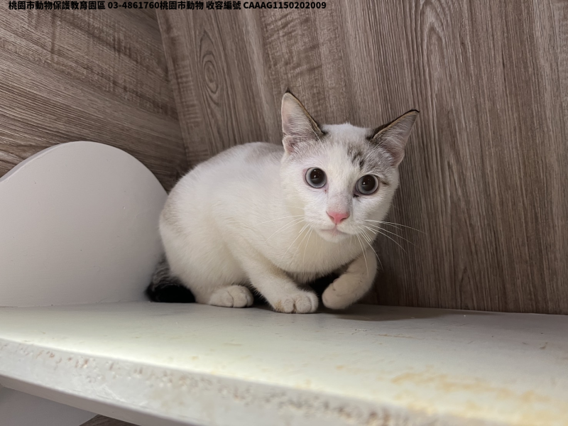 領養小型灰白色公貓