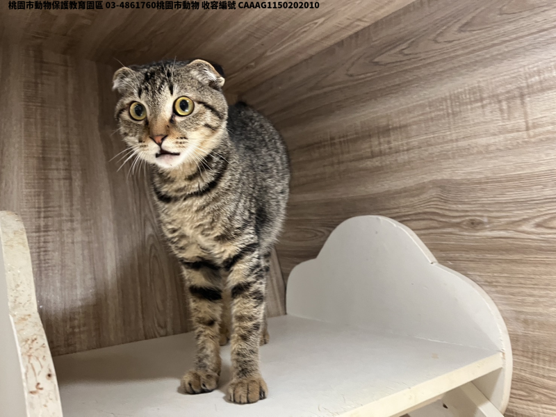 領養小型虎斑色母貓