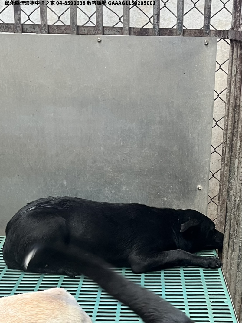 領養中型黑色公犬