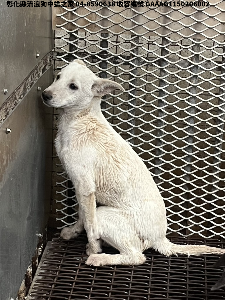 領養小型白色母犬