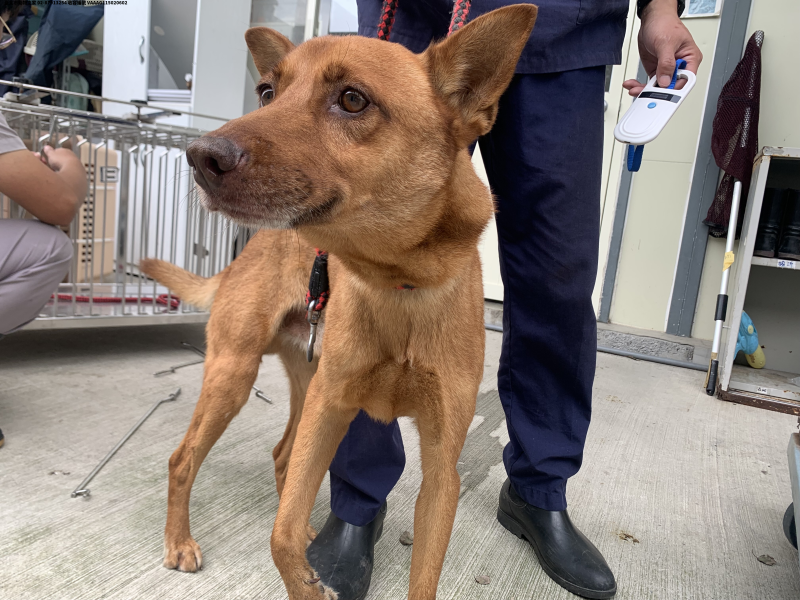 領養中型黃色公犬