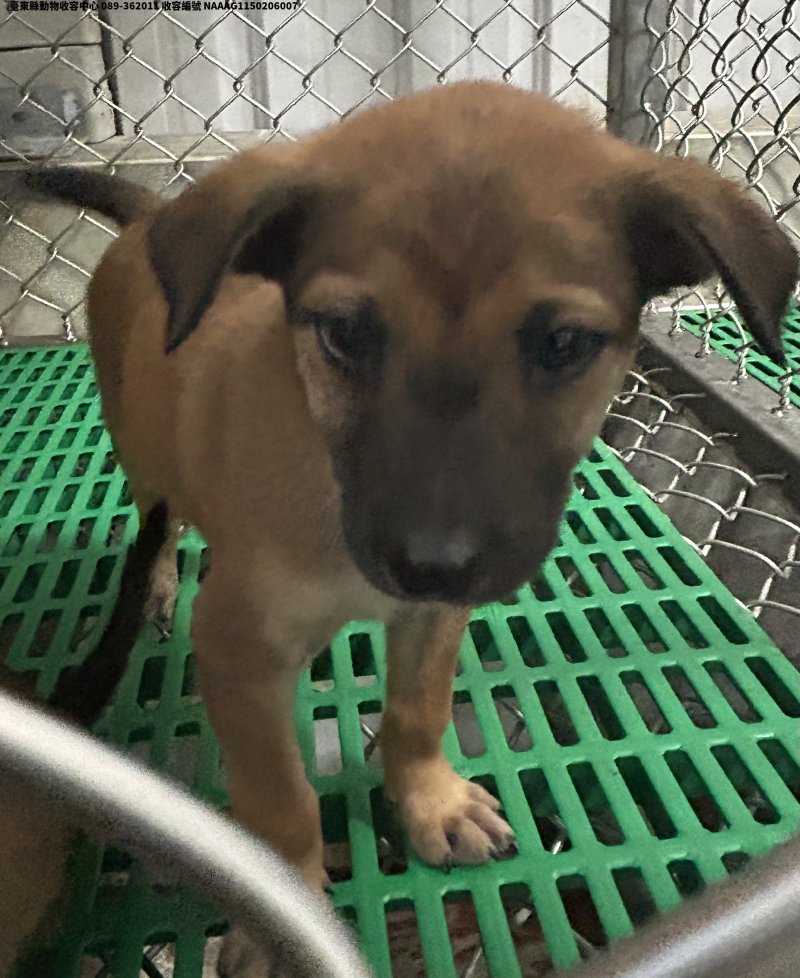 領養小型黃色母犬