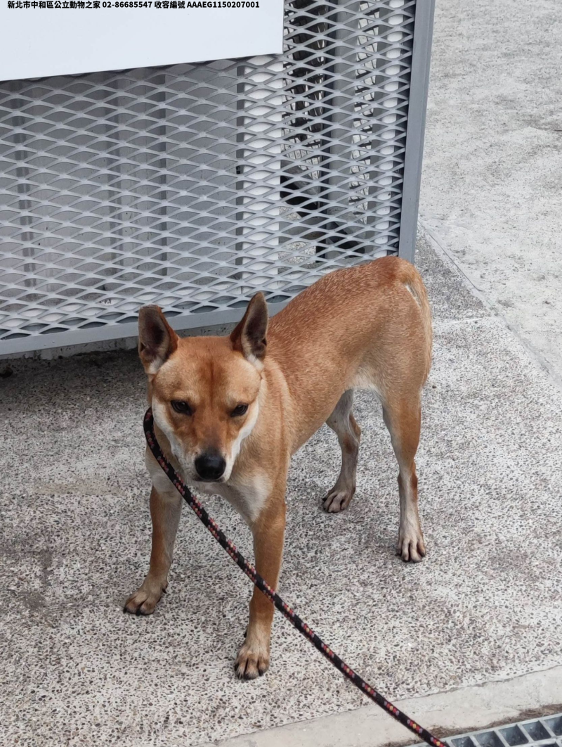 領養中型黃色母犬