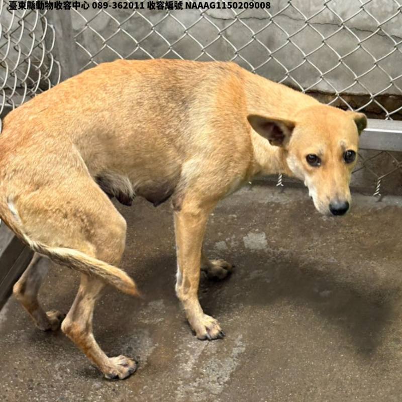 領養中型黃色母犬