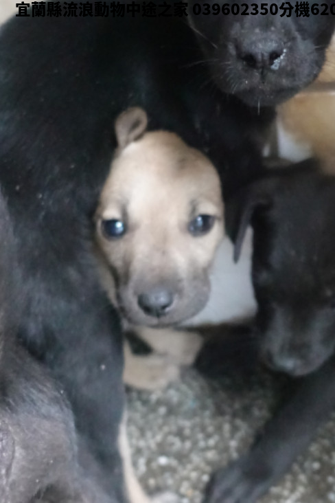 領養小型黃色公犬