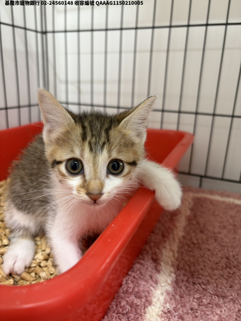 領養小型黃虎斑色公貓