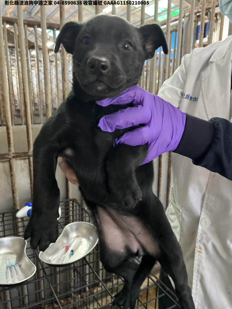 領養小型黑色母犬