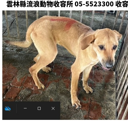 領養大型黃色公犬