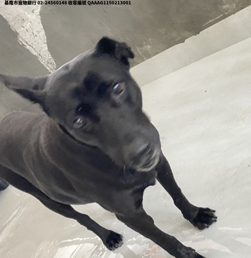 領養大型黑色母犬