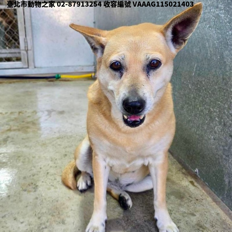 領養中型黃色母犬