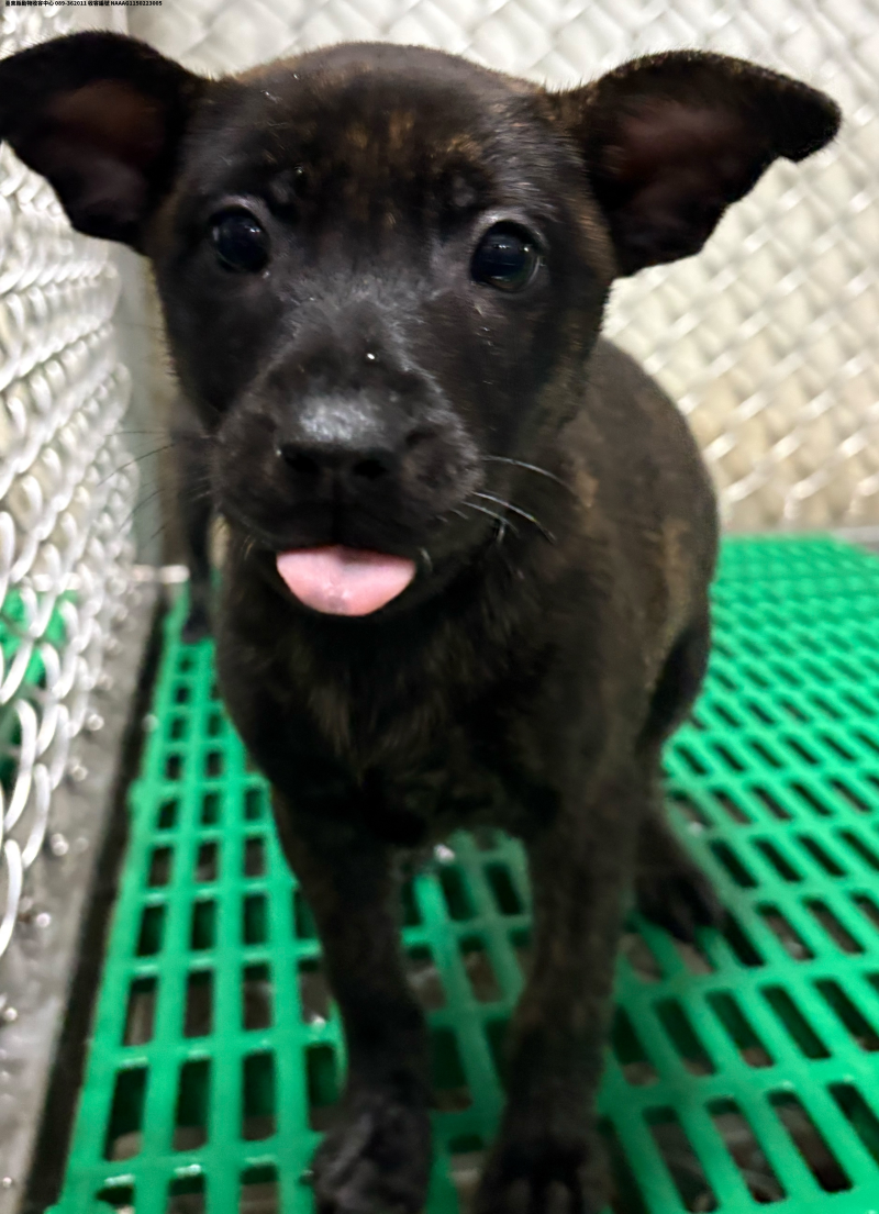 領養小型黑棕色母犬