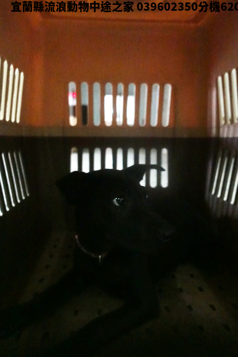 領養中型黑色母犬