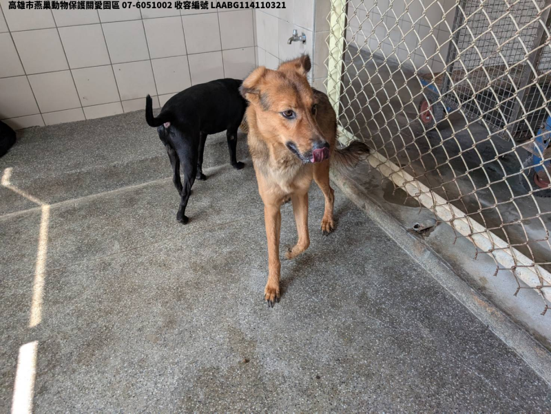 領養大型黃色公犬