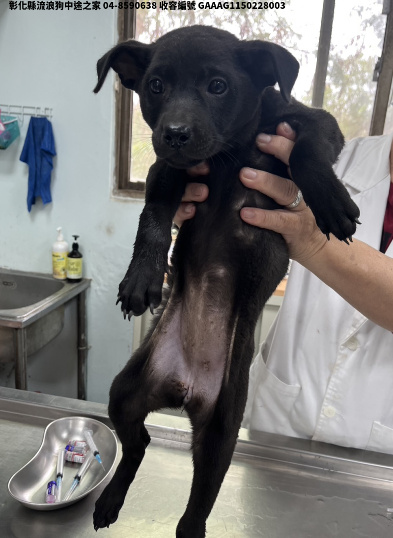 領養小型黑色母犬