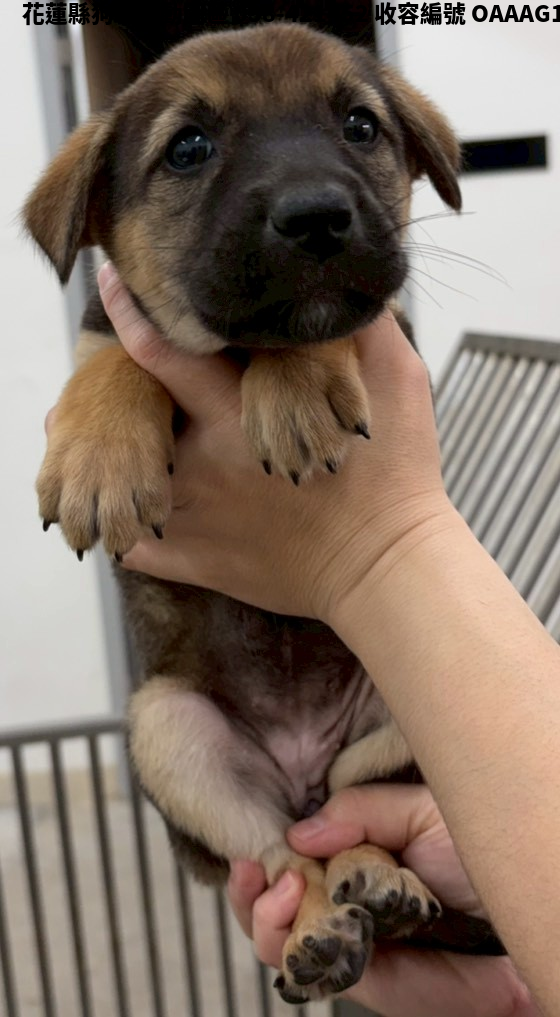 領養中型棕色母犬