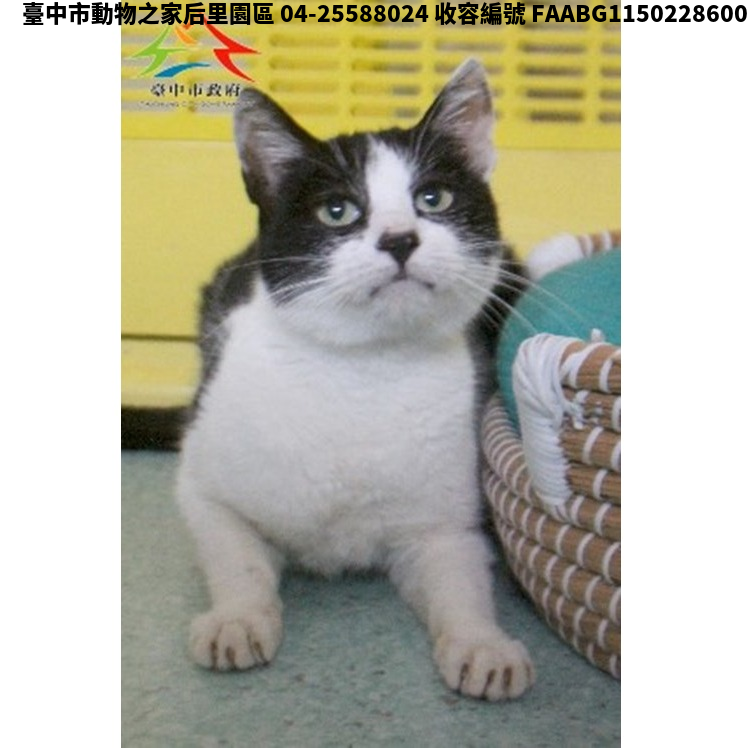 領養小型黑白色母貓