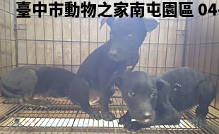 領養中型黑色公犬