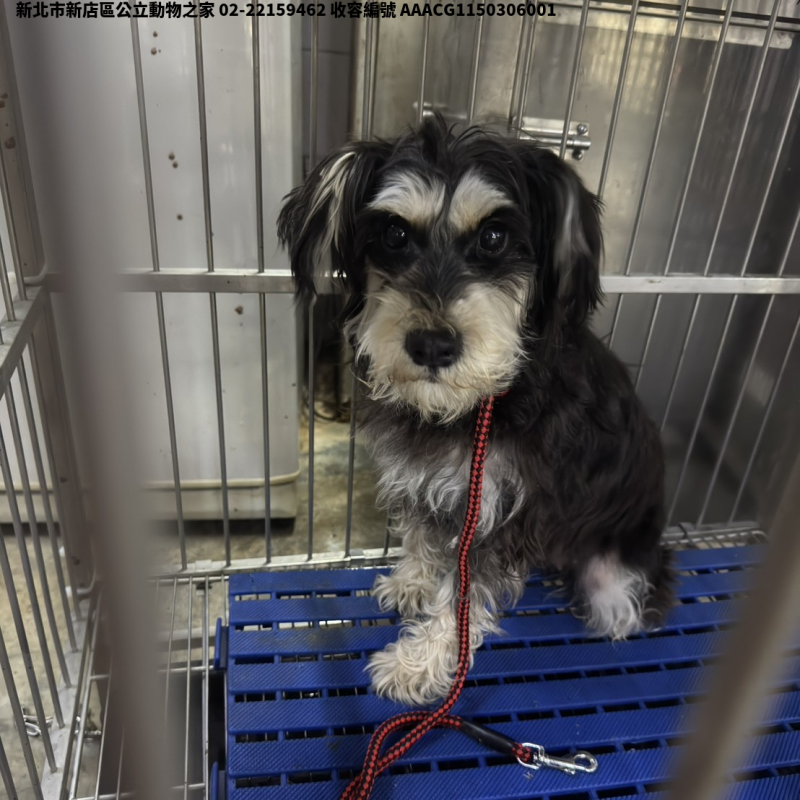 領養小型黑白色母犬