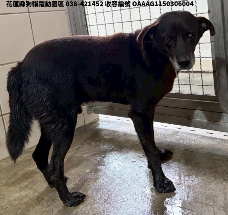 領養中型黑色公犬