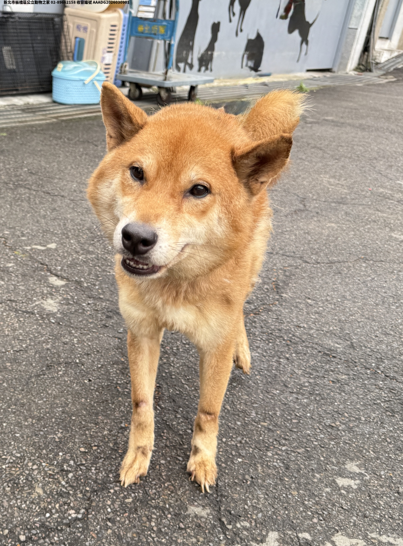 領養中型黃色公犬