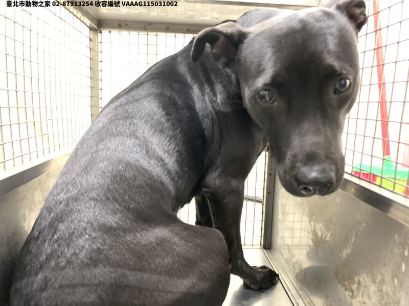 領養中型黑白色母犬