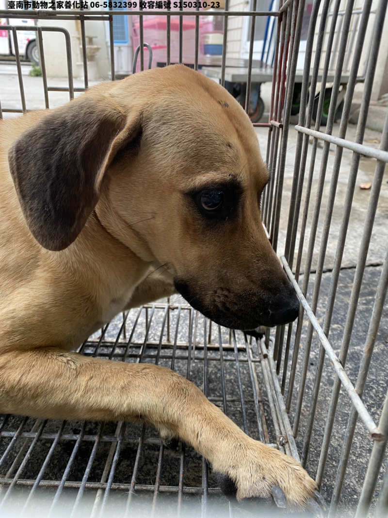 領養中型黃色公犬