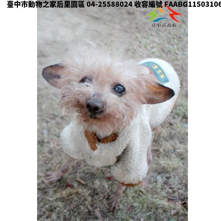 領養中型棕色公犬