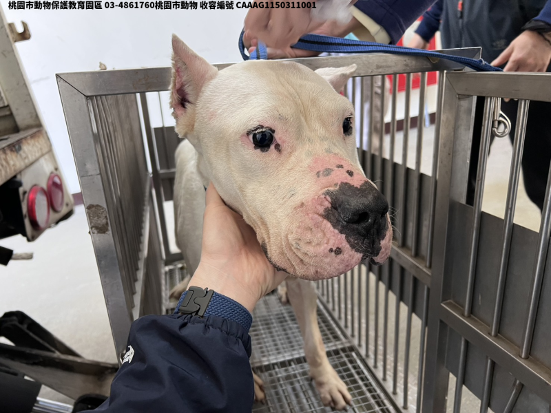 領養大型白色母犬