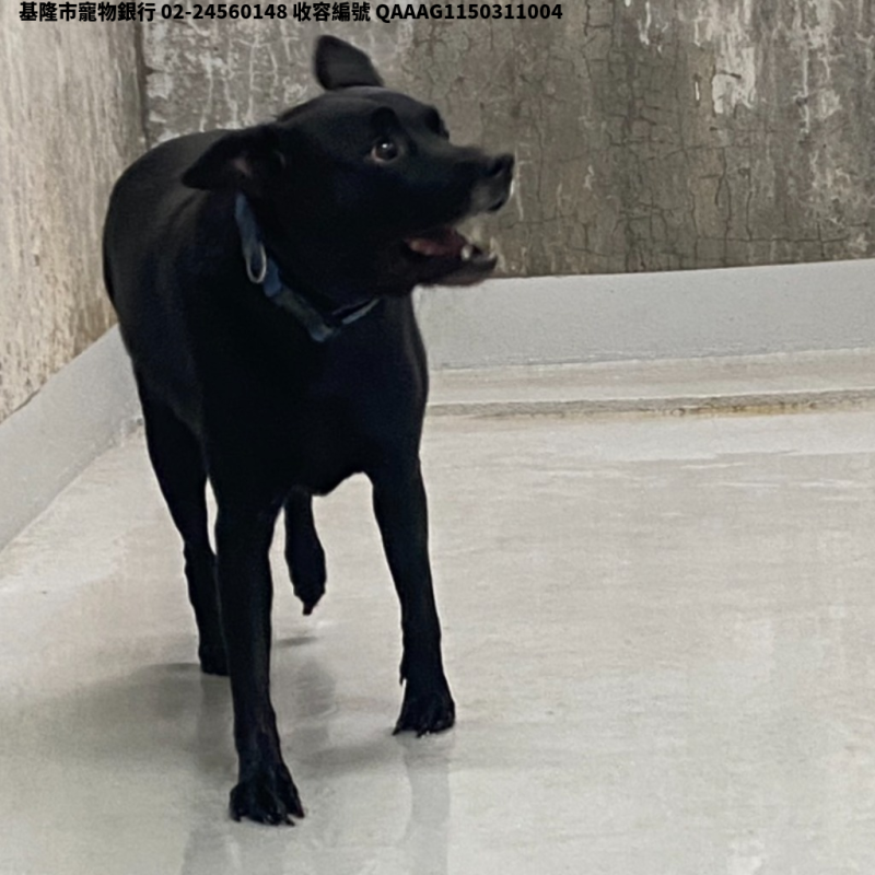領養中型黑色母犬