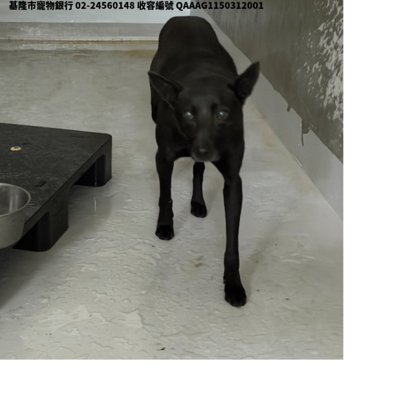 領養中型黑色公犬