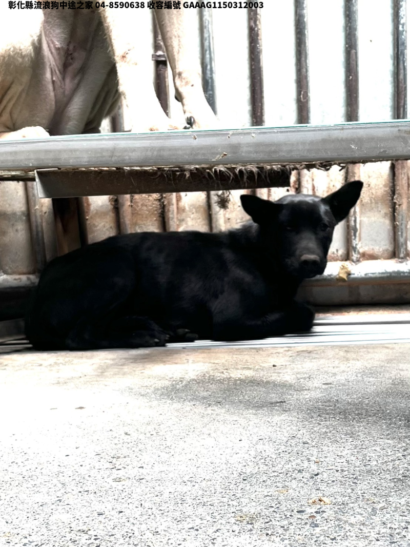 領養中型黑色母犬