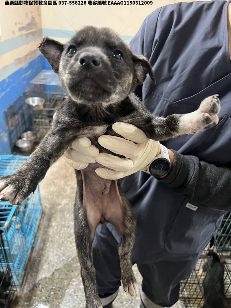 領養小型黑棕色母犬