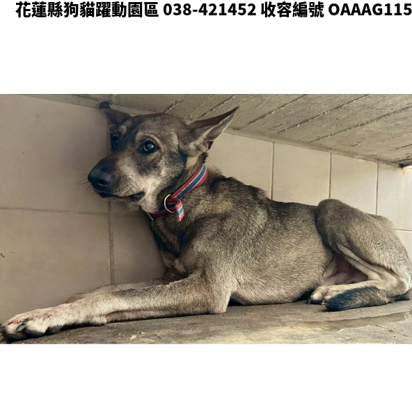 領養中型棕灰色公犬