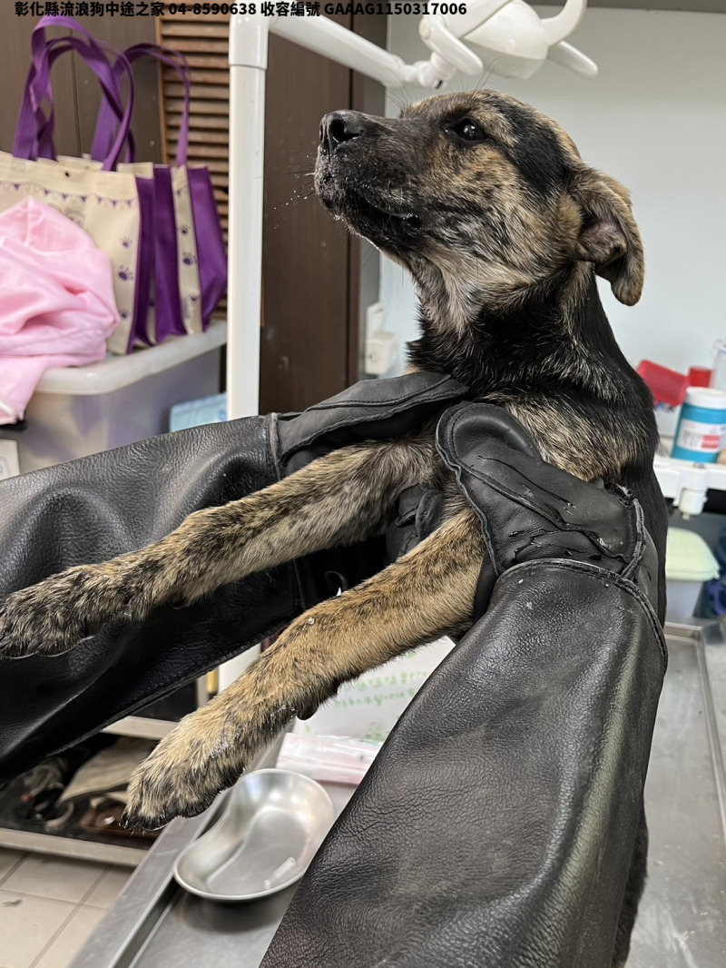領養小型黑黃色母犬