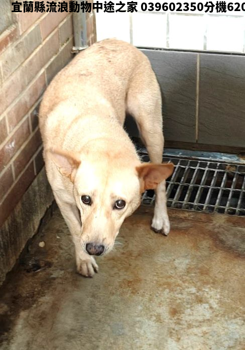 領養大型黃色公犬