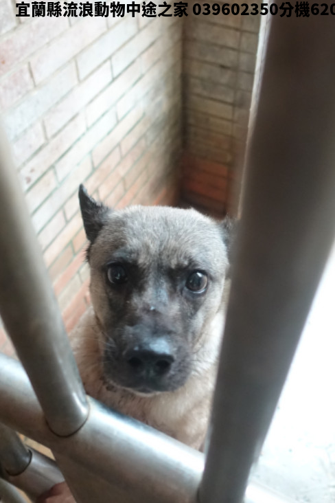 領養大型黑黃色母犬