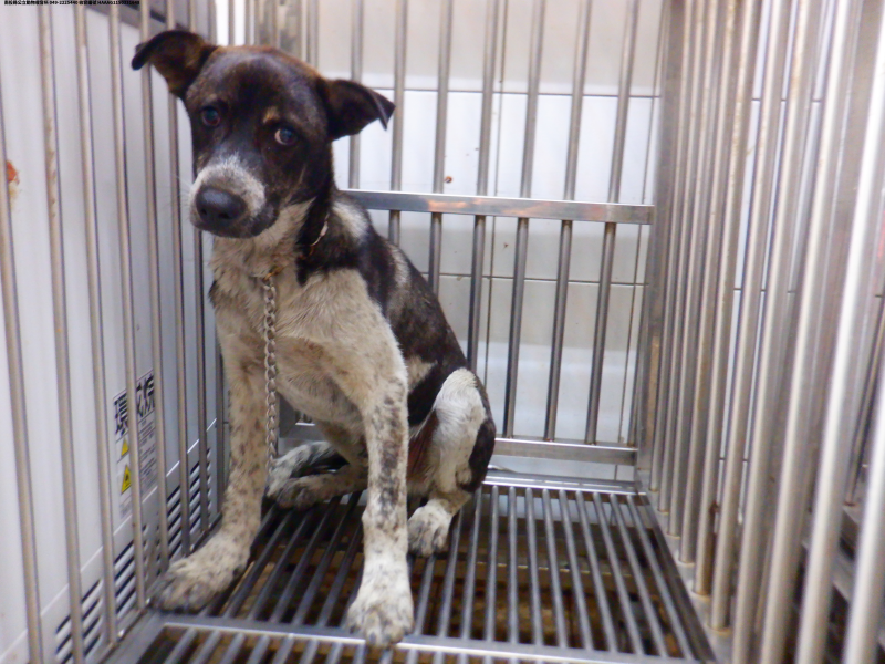 領養中型黑白色公犬