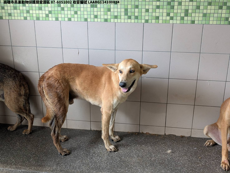 領養大型黃色公犬