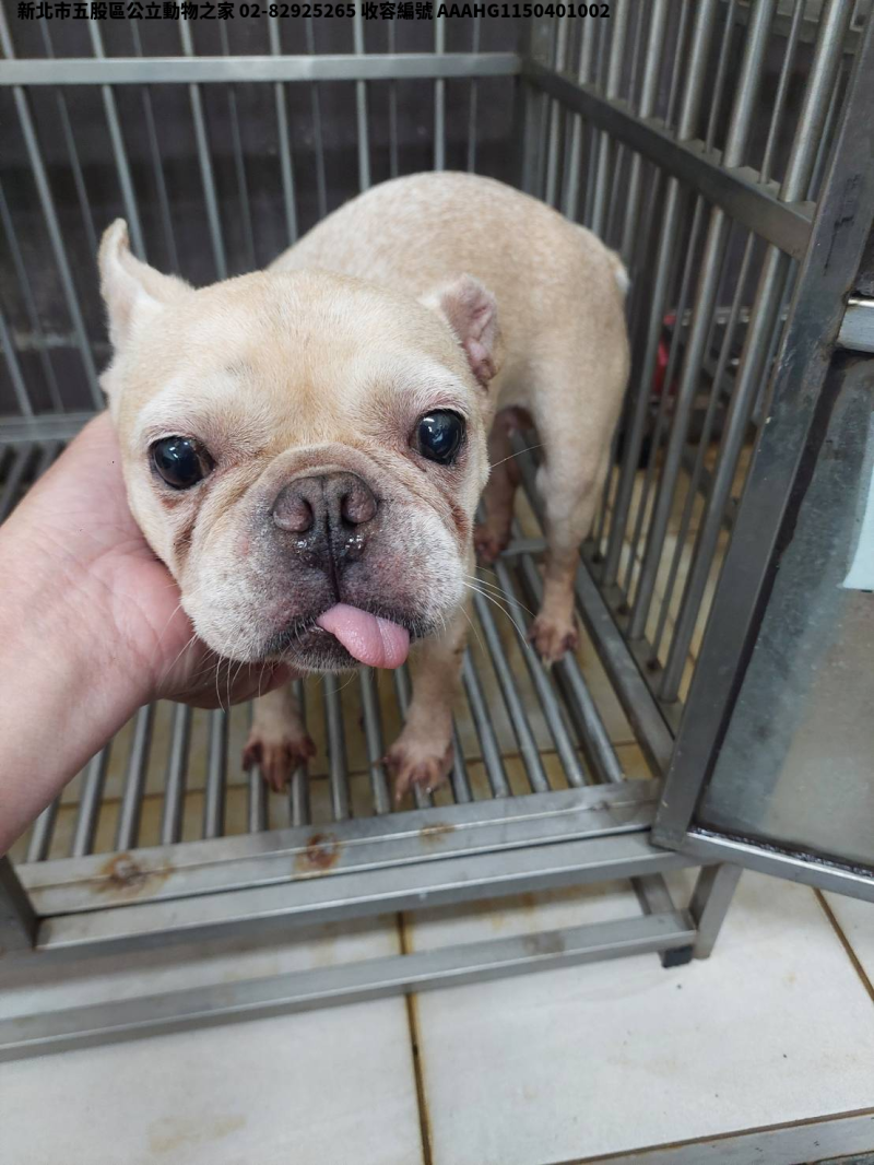 領養中型米色母犬