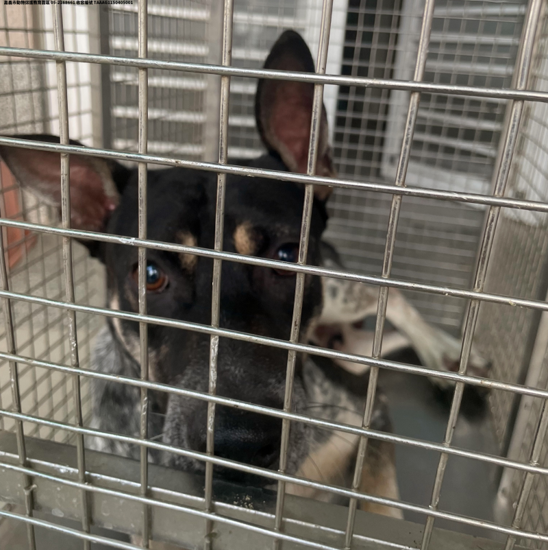 領養大型花色公犬