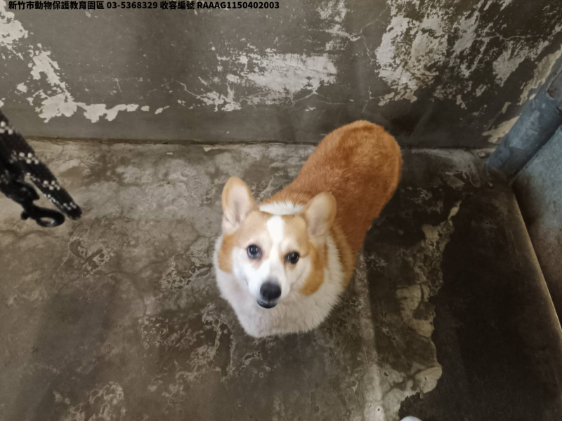 領養中型黃白色公犬