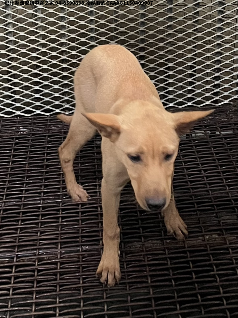 領養小型黃色公犬
