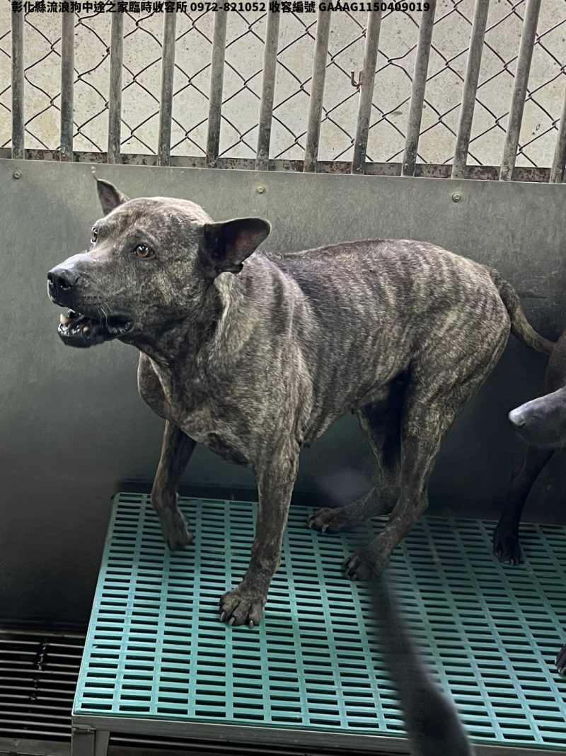 領養中型虎斑色公犬