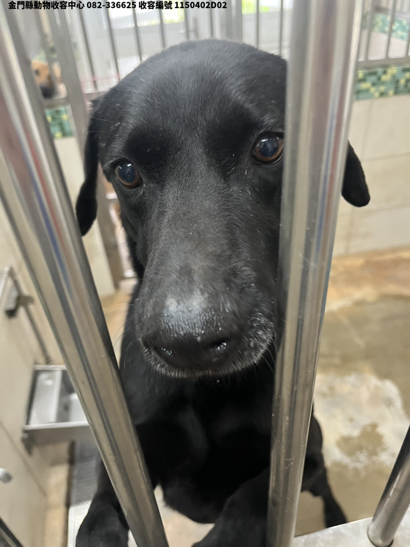 領養大型黑色公犬
