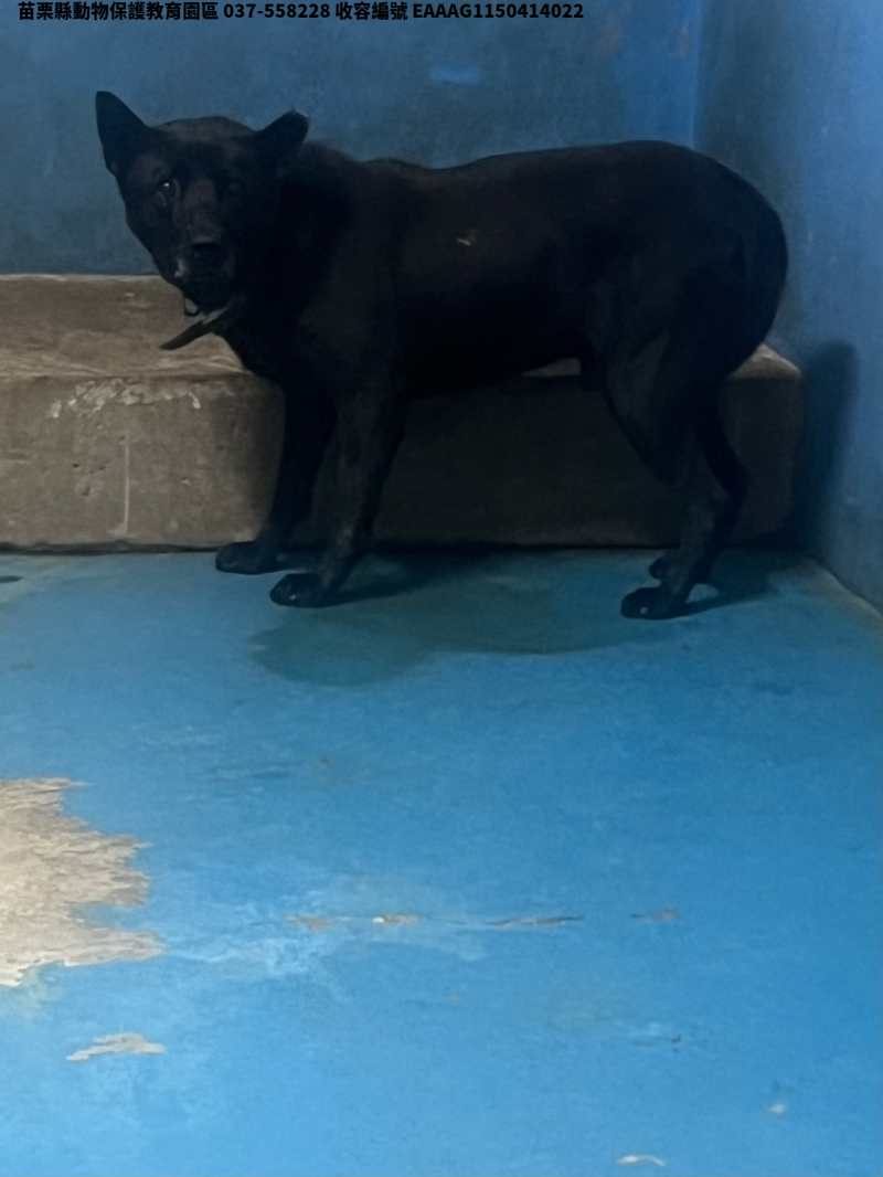 領養大型黑色公犬